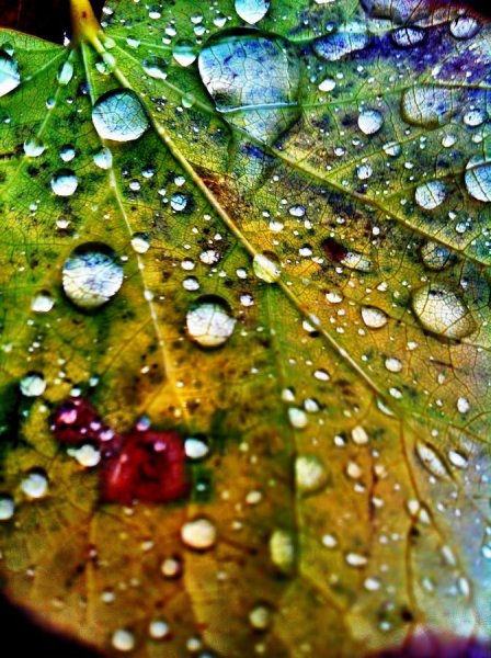 Капли на листве