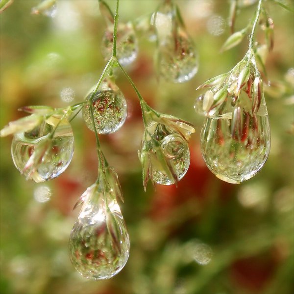 Капля дождя