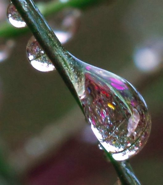 Капля на цветке