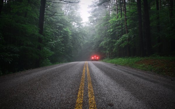 Трасса в лесу