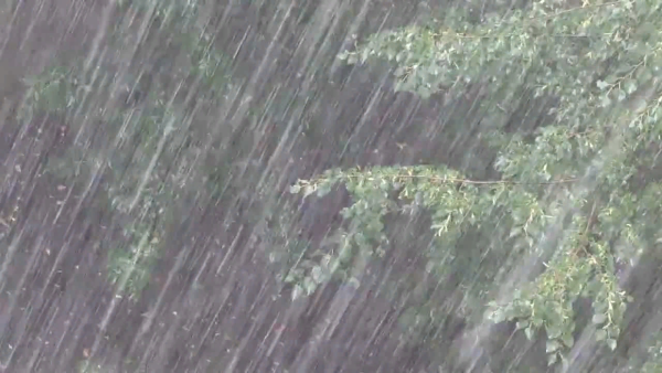 Ливень косохлест ситничек