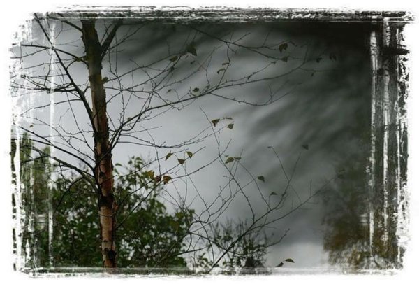 Сильный ветер деревья