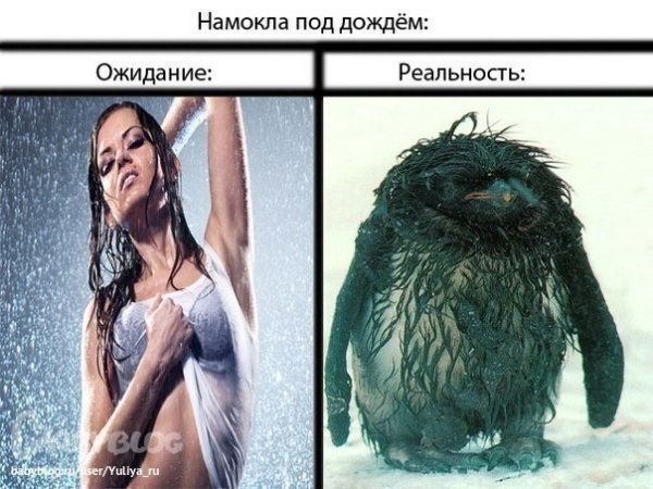 Намокла под дождем ожидание реальность