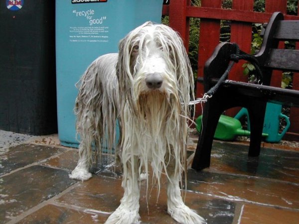 Собака промокшая до нитки