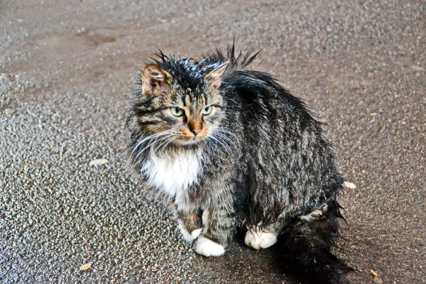Кот промок под дождем
