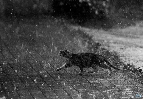 Мокрый кот под дождем