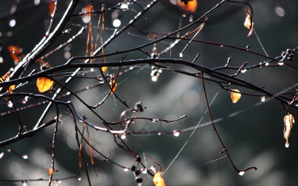 Осень дождь