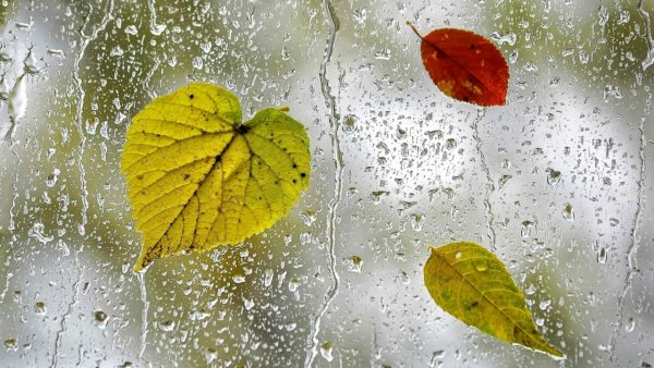 Осенний лист на стекле