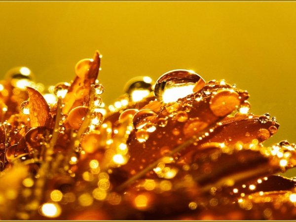 Природа в золотом цвете