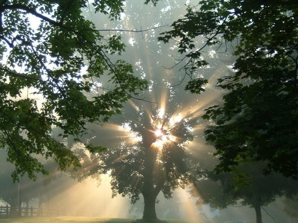 Дерево в лучах солнца