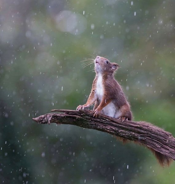 Животные под дождем
