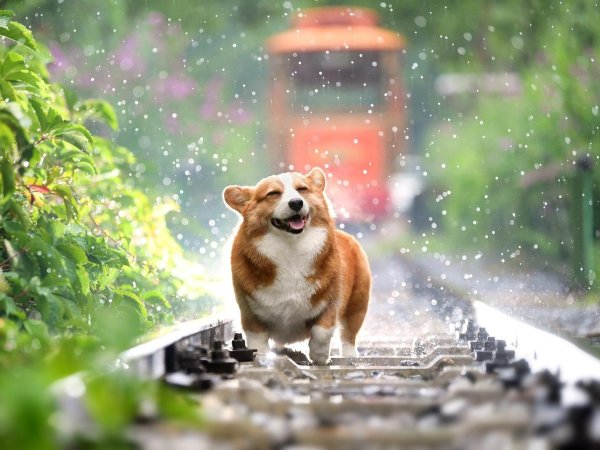 Животные под дождем