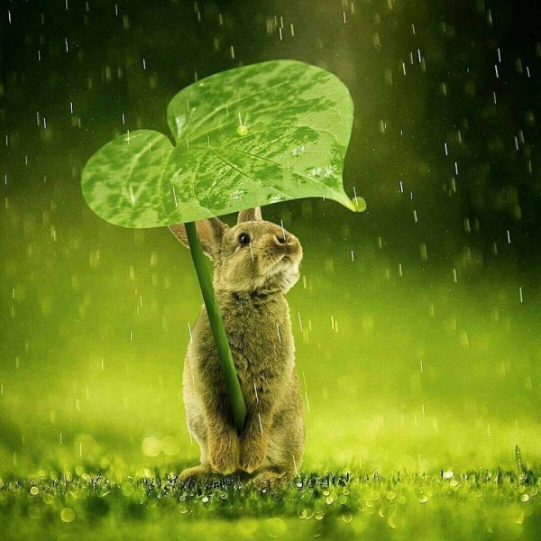 Кролик под дождем
