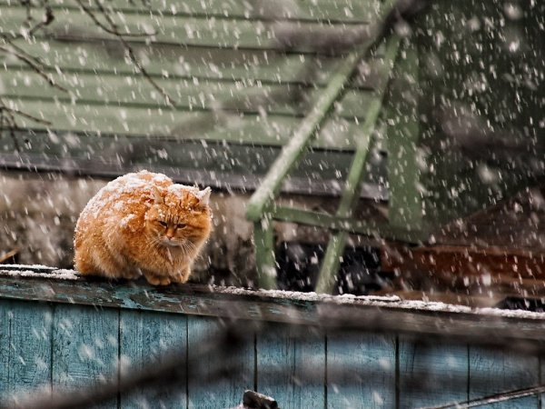 Кот на улице под дождём