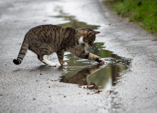 Кот отражается в луже