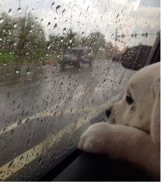 Собака под дождем