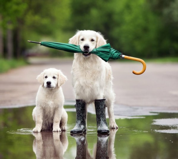 Зонт для собак