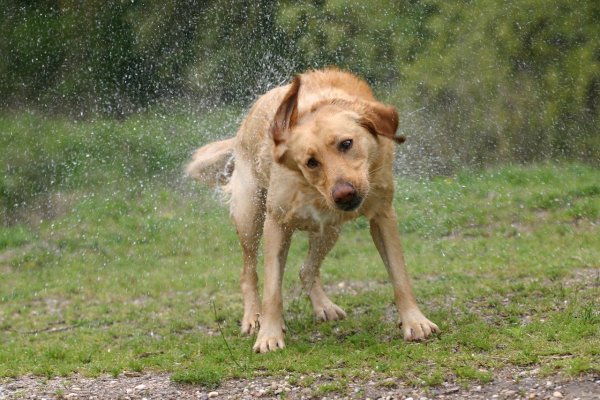 Собака отряхивается от воды