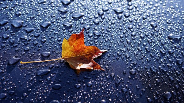 Капли дождя на листьях