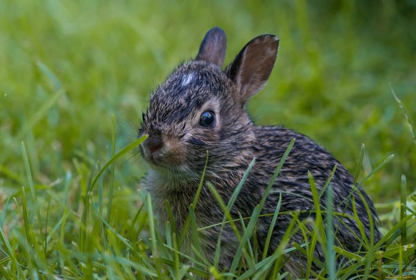 Заяц под дождем