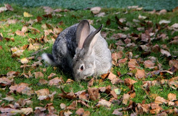 Осень лес заяц