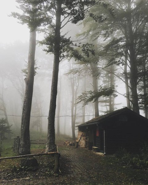 Дом в лесу туман
