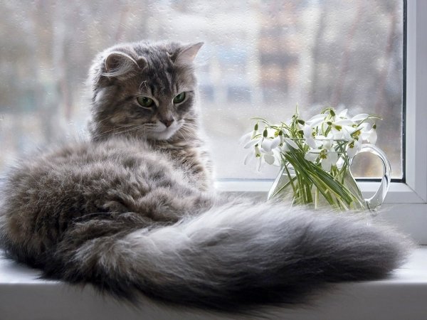 Котик на подоконнике