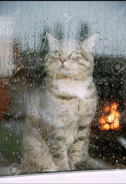 Кот осень дождь