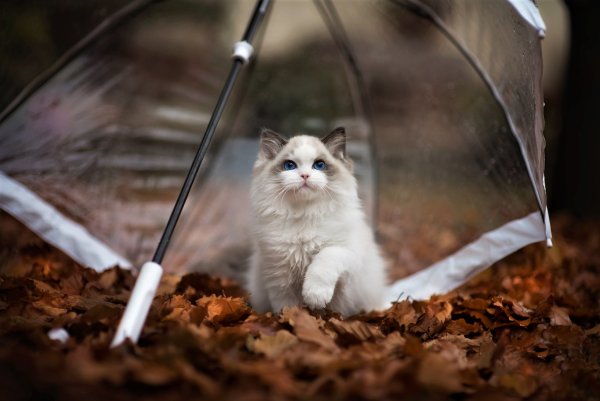 Коты под зонтом