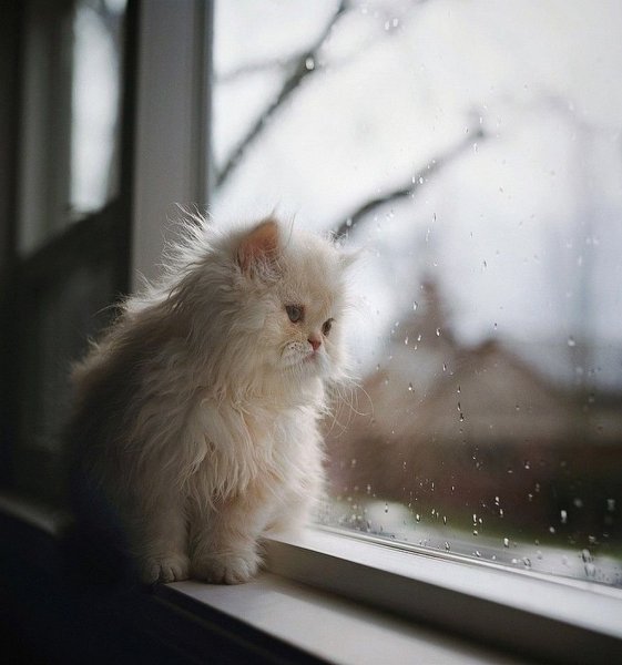 Кот скучает