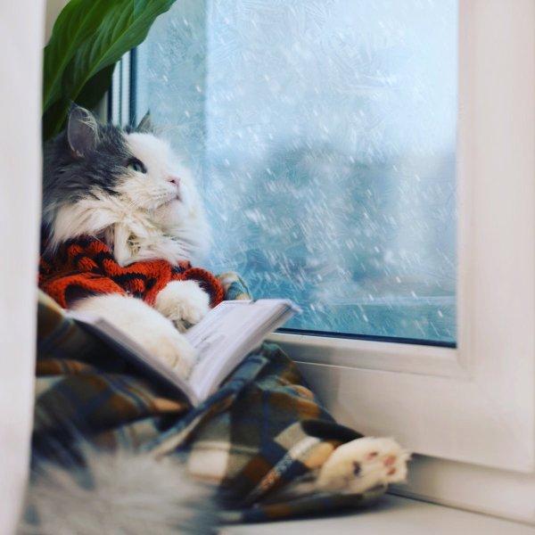 Кот в пледе у окна