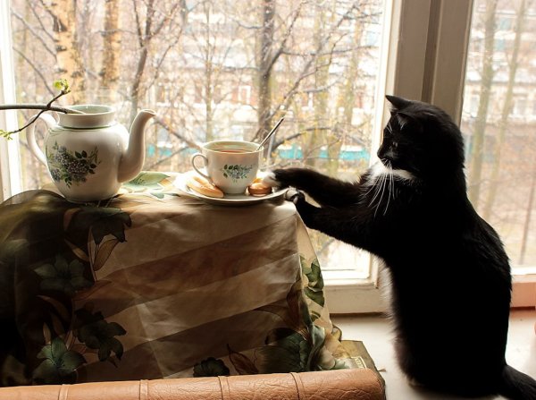Кружка " кот, чай "
