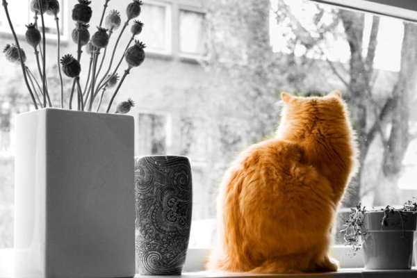 Котик на подоконнике
