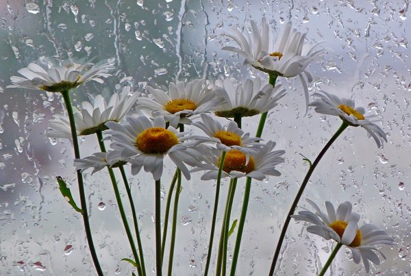 Ромашки и дождь