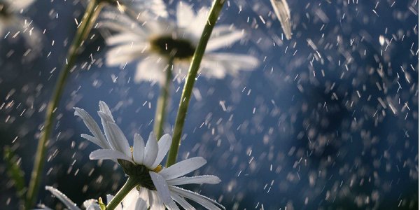 Ромашки под дождем