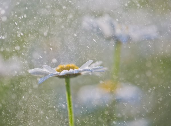 Дождь из ромашек