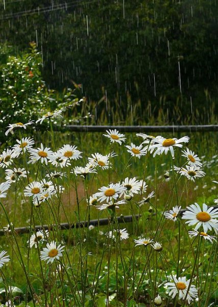 Ромашки под дождем