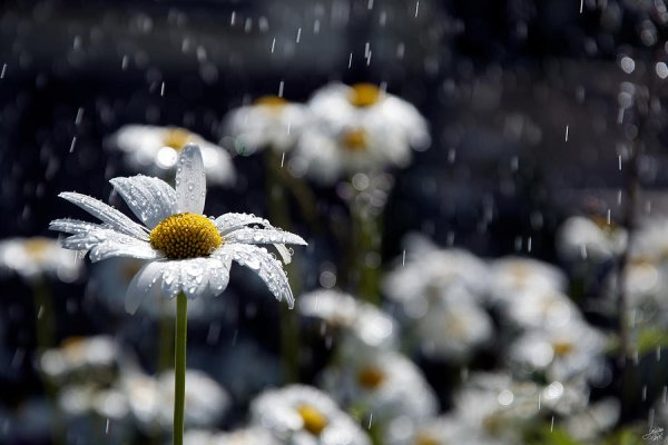 Ромашки под дождем