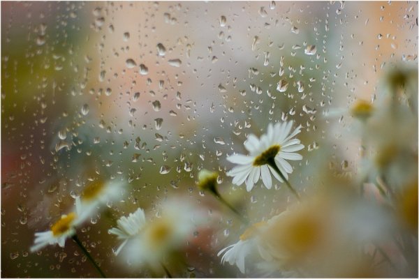 Ромашка и дождик