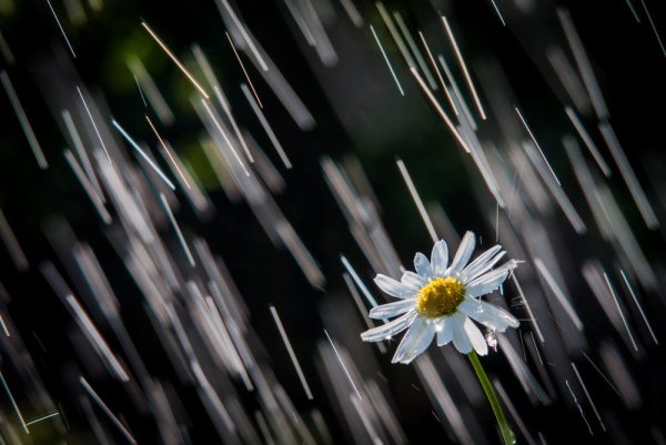 Ромашки под дождем
