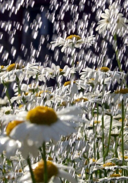 Ромашки под дождем