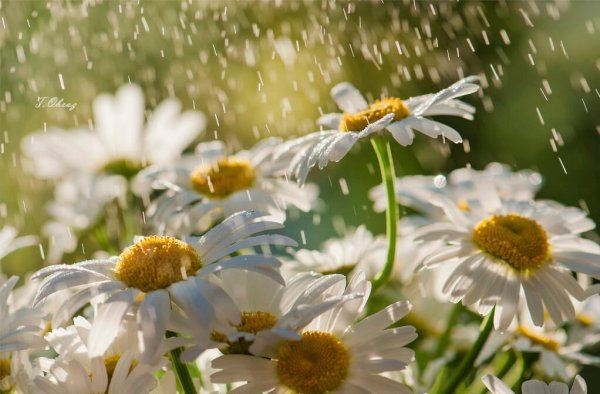 Ромашки и дождь