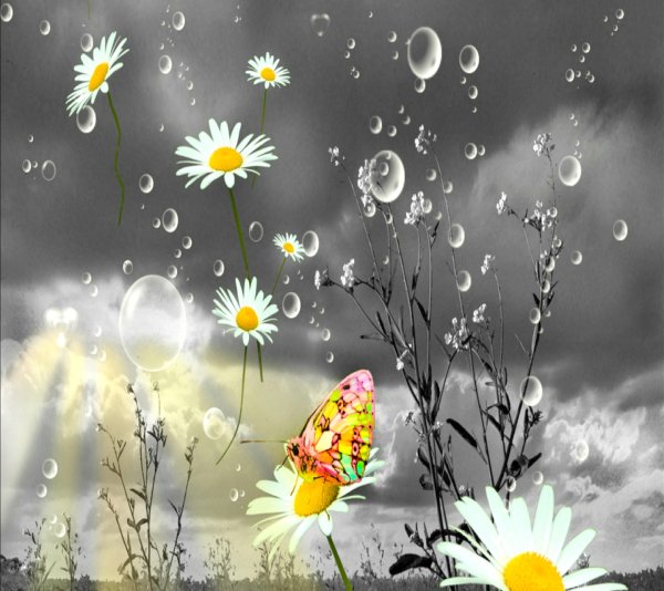 Ромашка и дождик