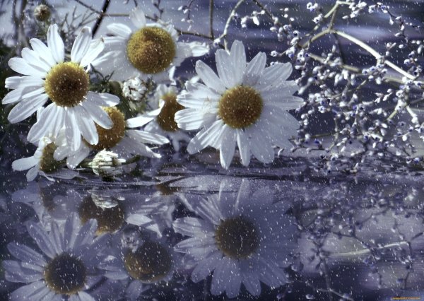 Букет ромашек на снегу