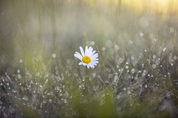 Ромашки в росе