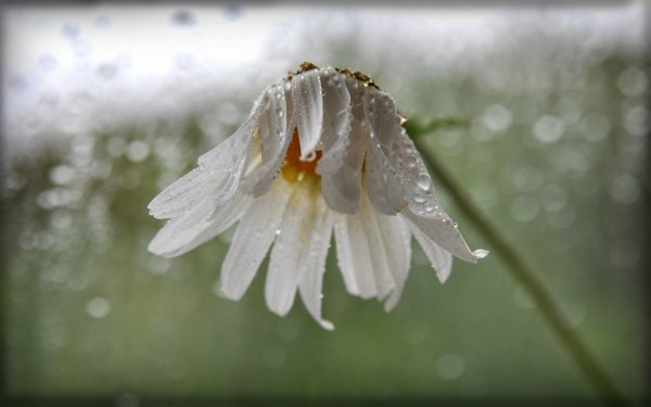 Ромашки под дождем