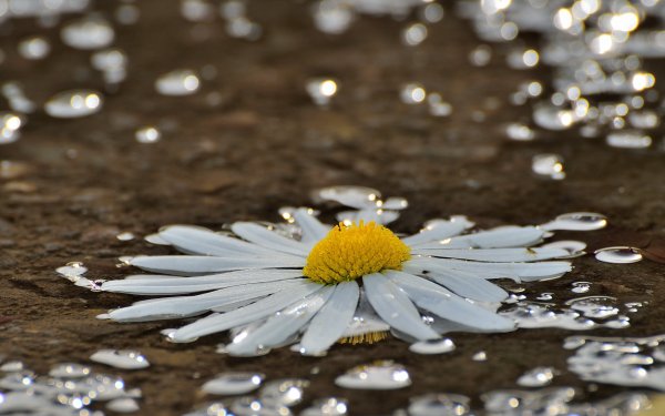 Картинки на рабочий стол ромашки