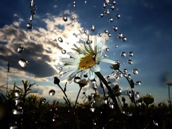 Ромашки под дождем