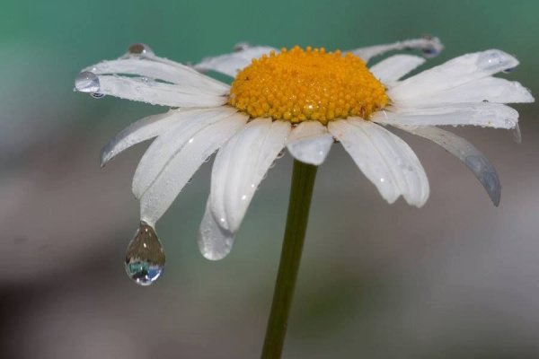 Ромашки под дождем