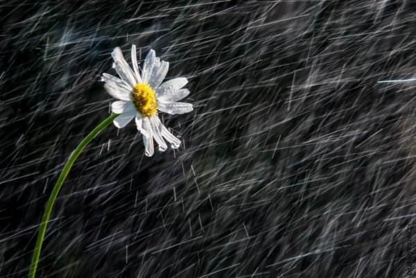 Одинокий цветок ромашки